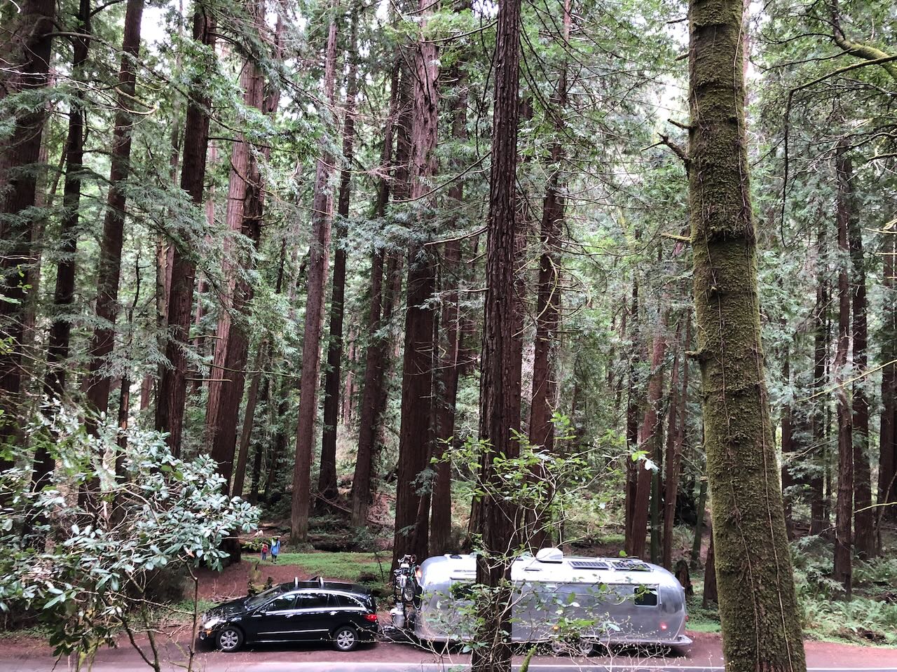 Camped among the redwoods