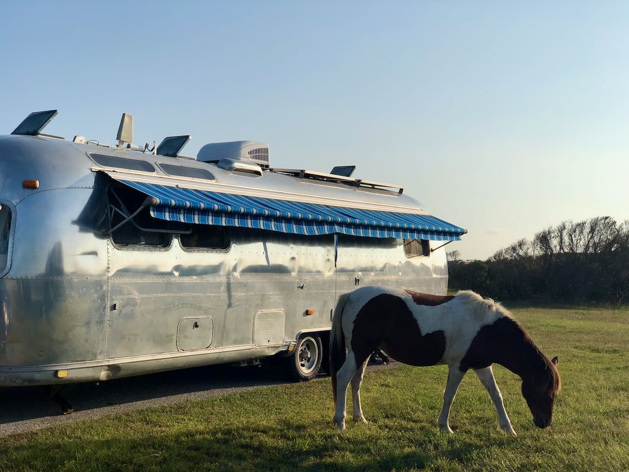 A curious horse grazing beside the Airstream